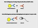 DNA-Analyse